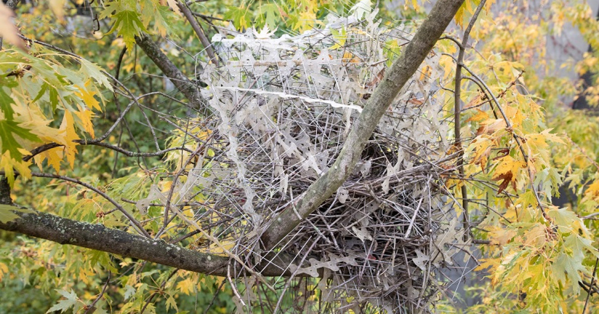 Rebelse eksters bouwen nest van anti-vogelpinnen in binnentuin UZA 