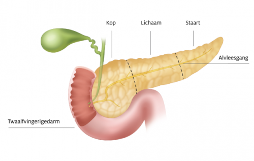 Pancreas