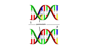 Puntmutatie